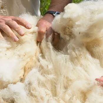 Shear Potential: Irish wool’s revival and the women leading the charge